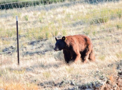 Bear at Valley View, 2011